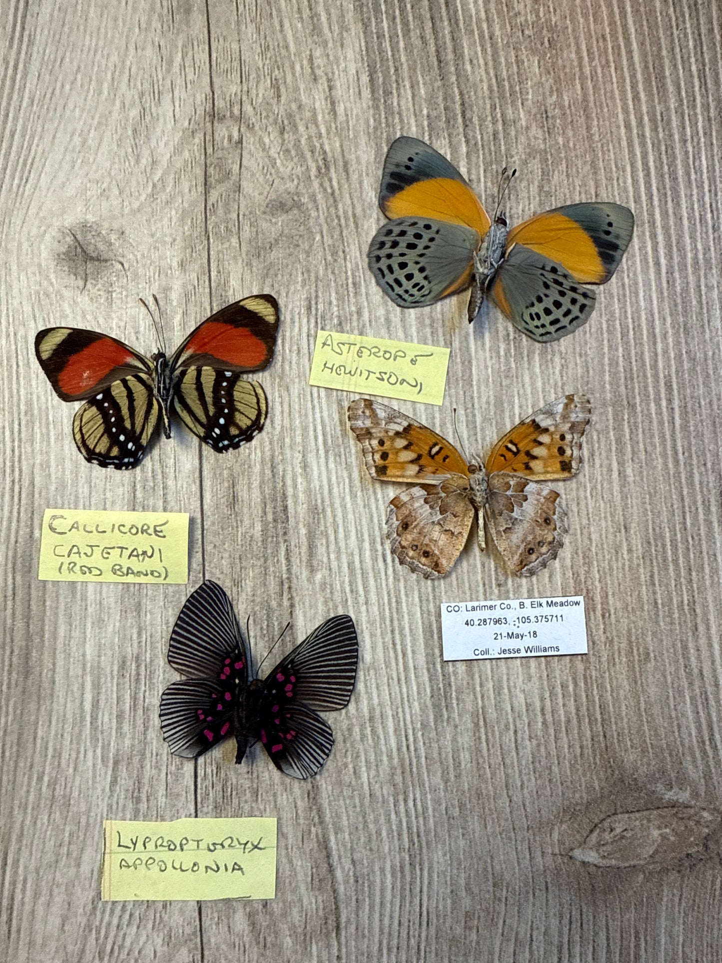 4 Spread butterflies, not framed, A2, Lot 537