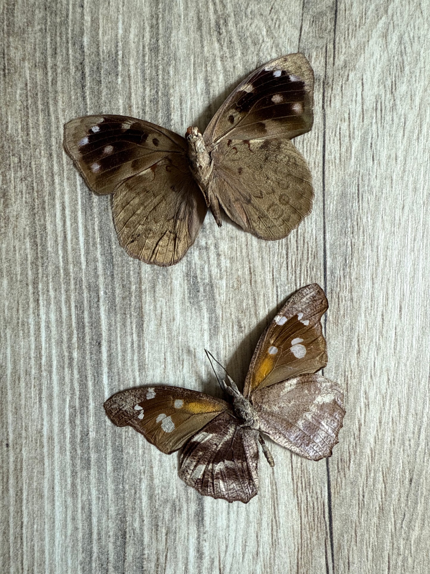 2 Spread butterflies, not framed Lot 531