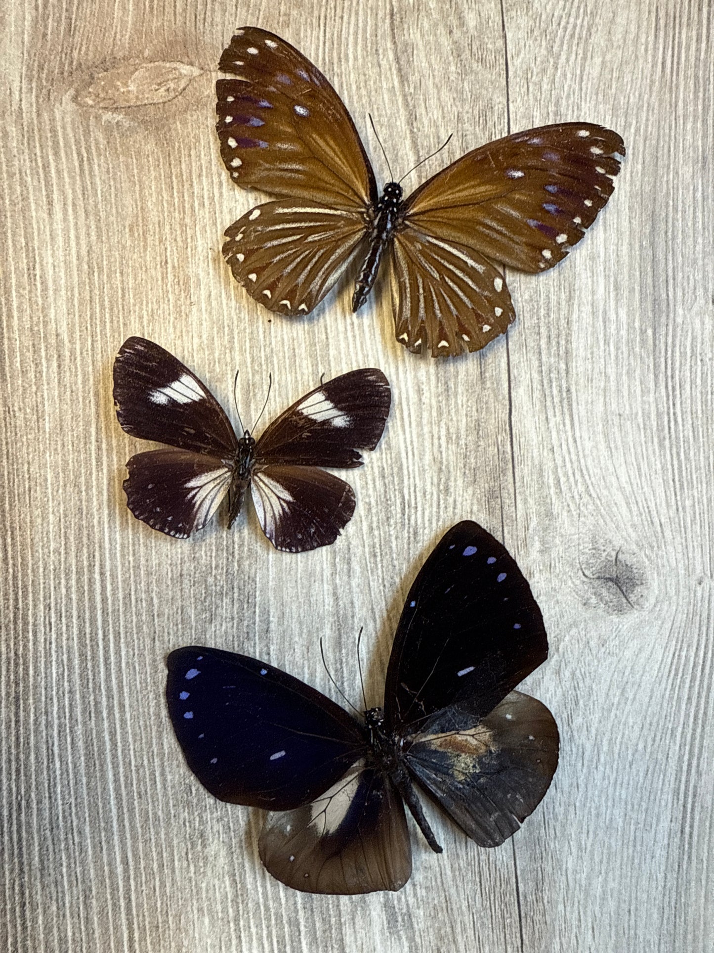 3 Spread Crow butterflies, not framed Lot 501