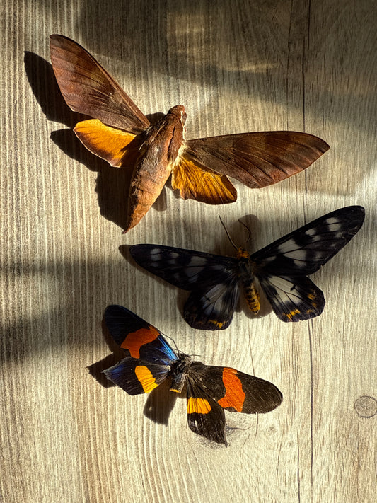 3 Spread Moths, not framed, A2, Lot 541