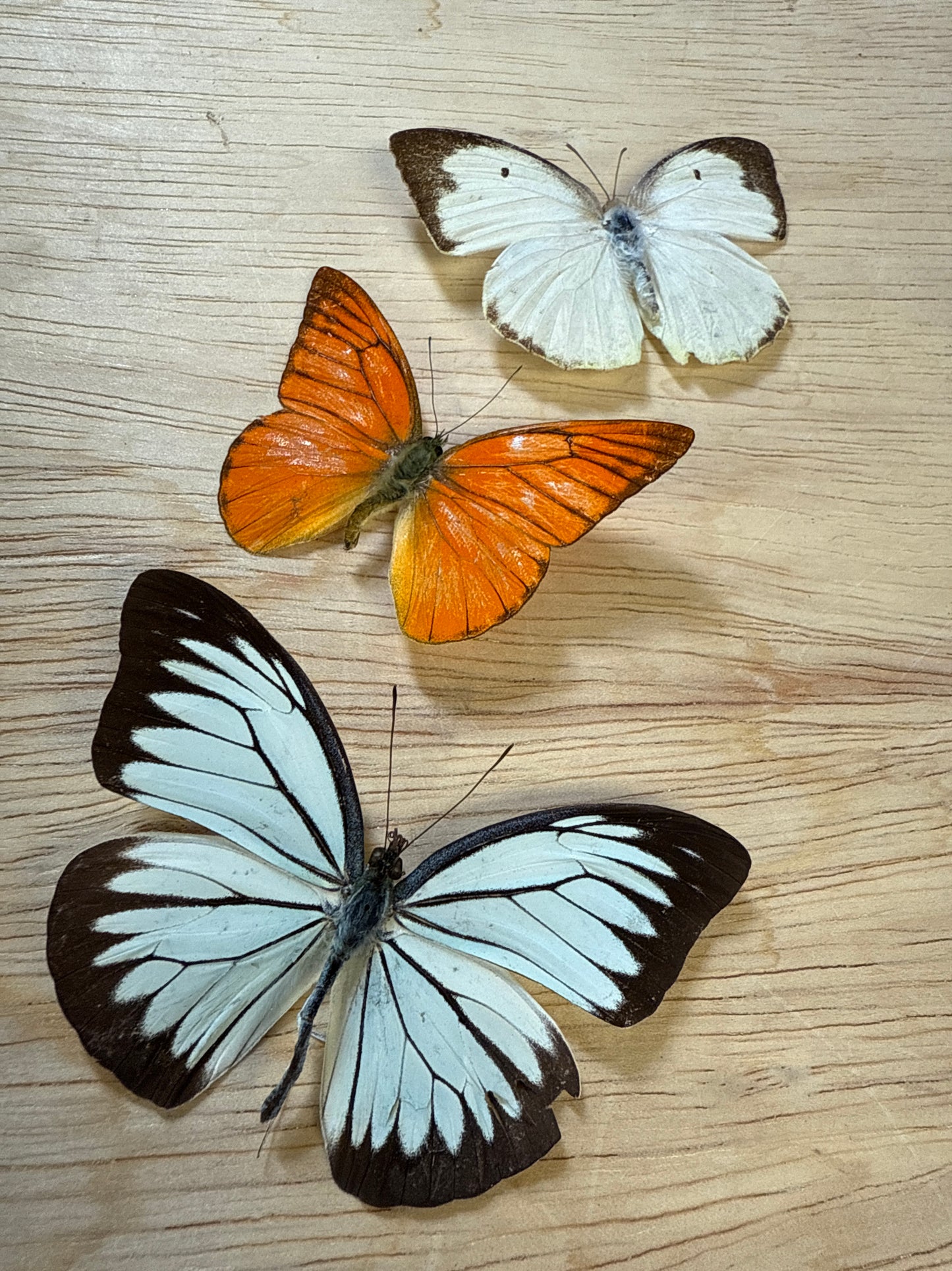 3 Spread butterflies, not framed Lot 507