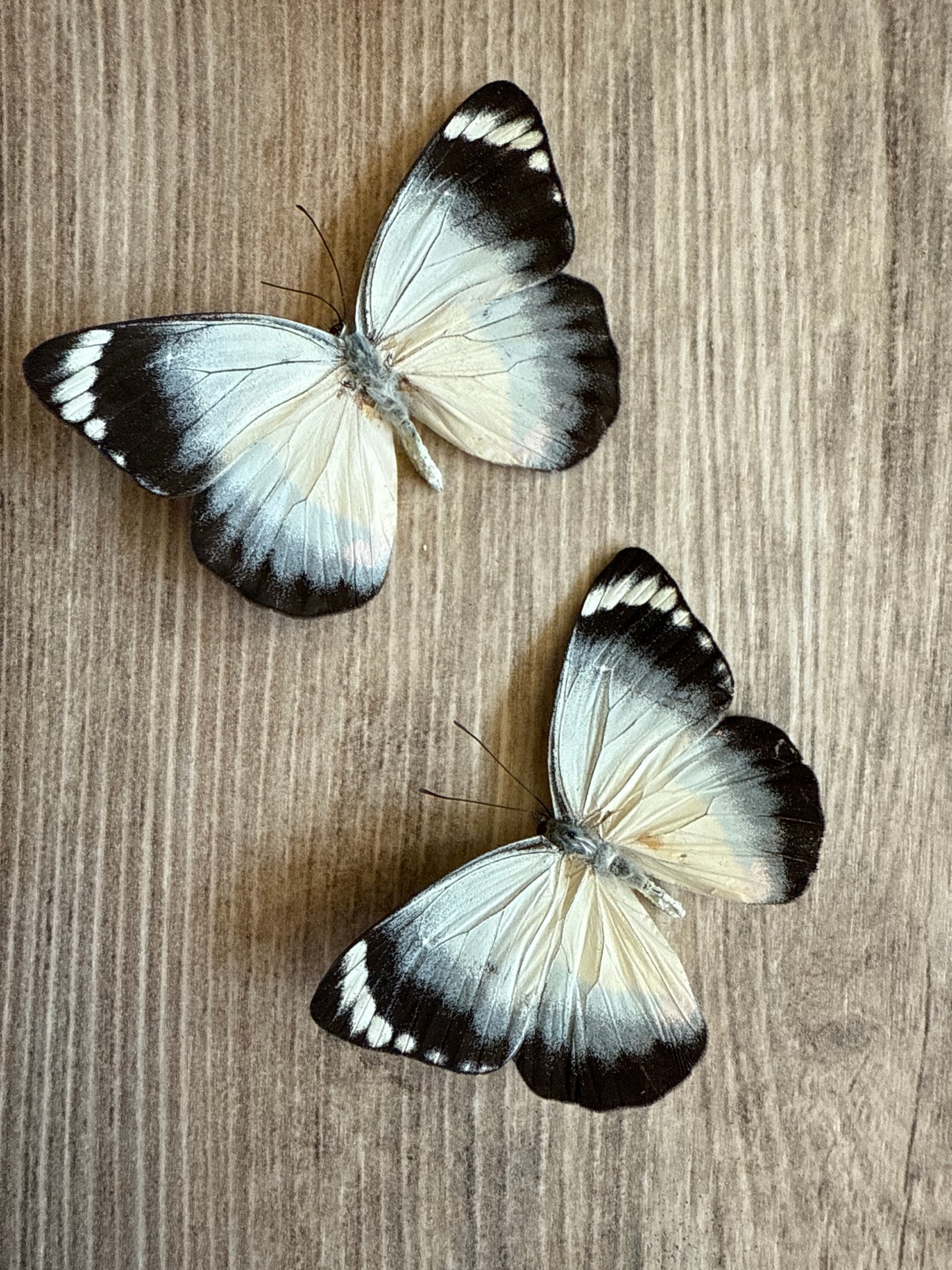 2 Spread butterflies, not framed Lot 501