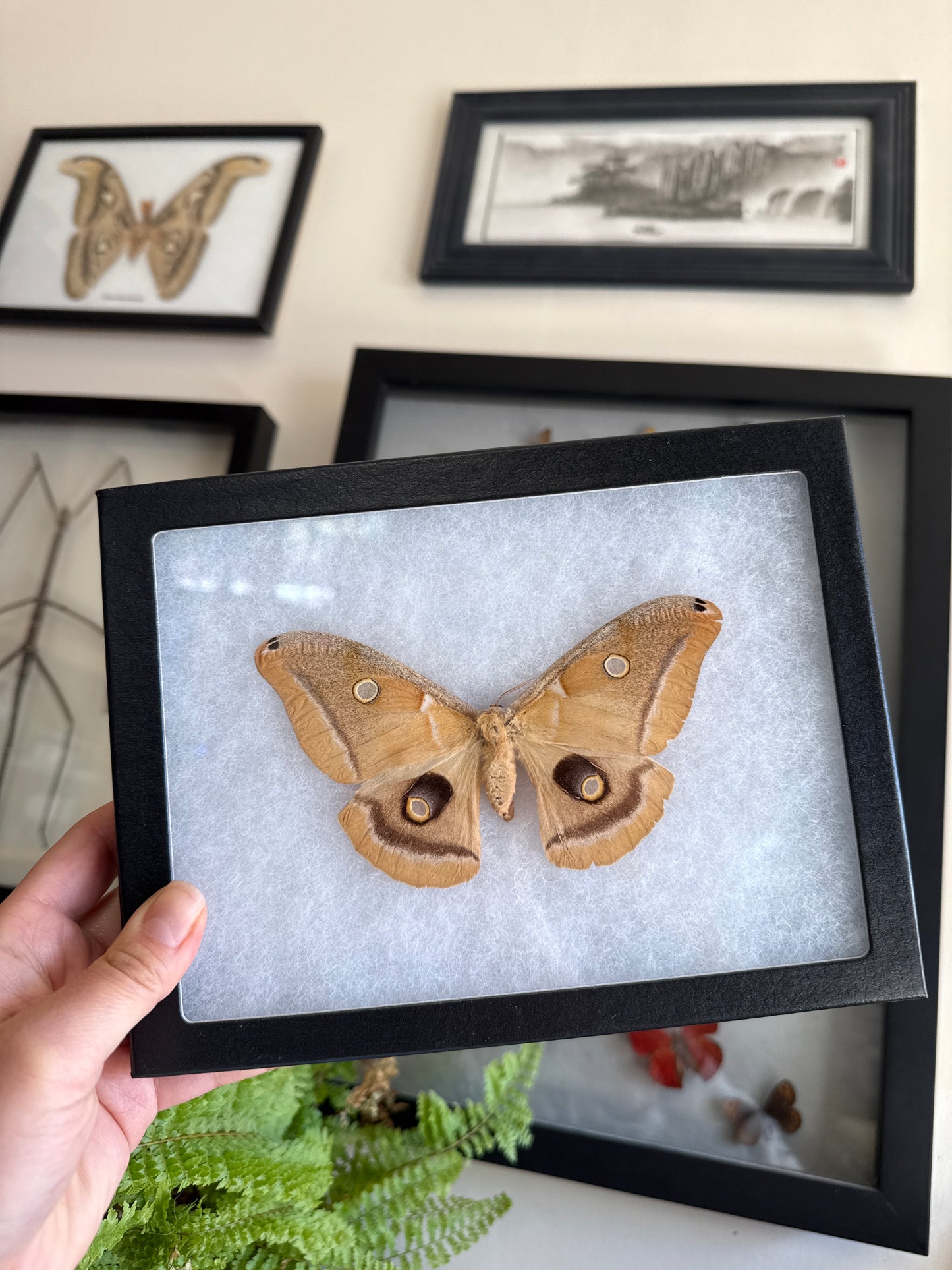 Giant Polyphemus Silk Moth Spread and Framed