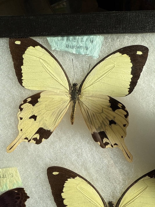 Papilio dardanus SPREAD Kite Swallowtail Lot 205