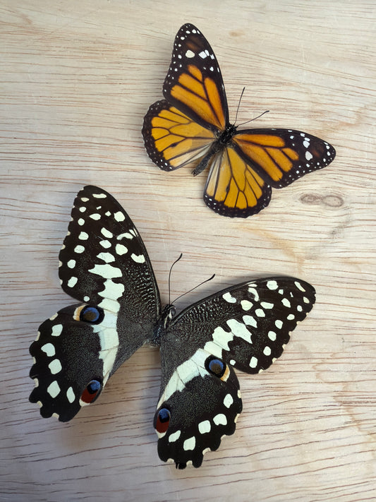 2 Spread butterflies, not framed Lot 525