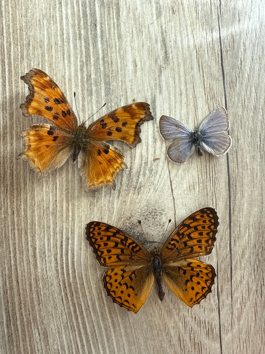 3 Spread butterflies, not framed, A2, Lot 552