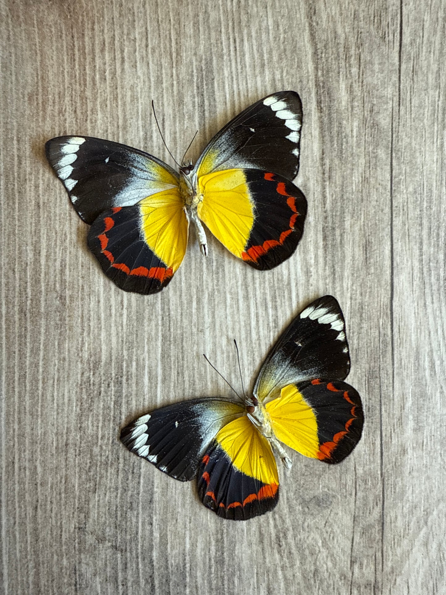 2 Spread butterflies, not framed Lot 501
