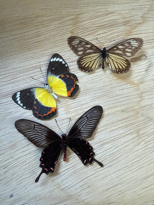 3 Spread butterflies, not framed Lot 509