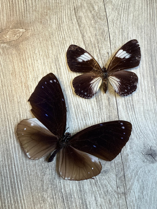 2 Spread Crow butterflies, not framed Lot 500