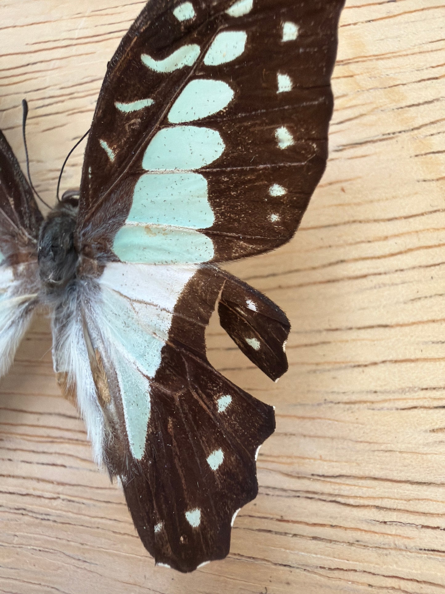 2 Spread butterflies, not framed Lot 528