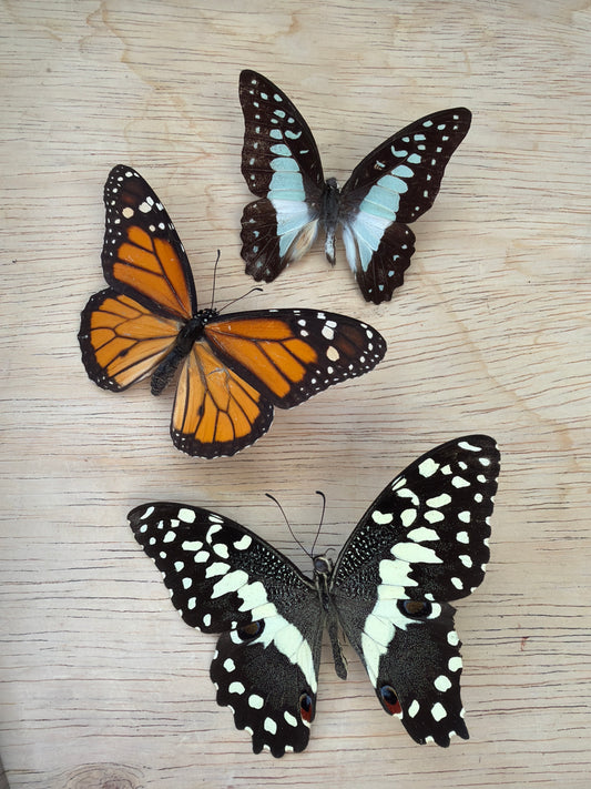 3 Spread butterflies, not framed Lot 527