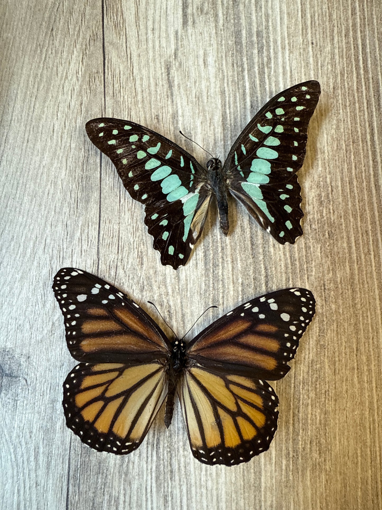 2 Spread butterflies, not framed Lot 500