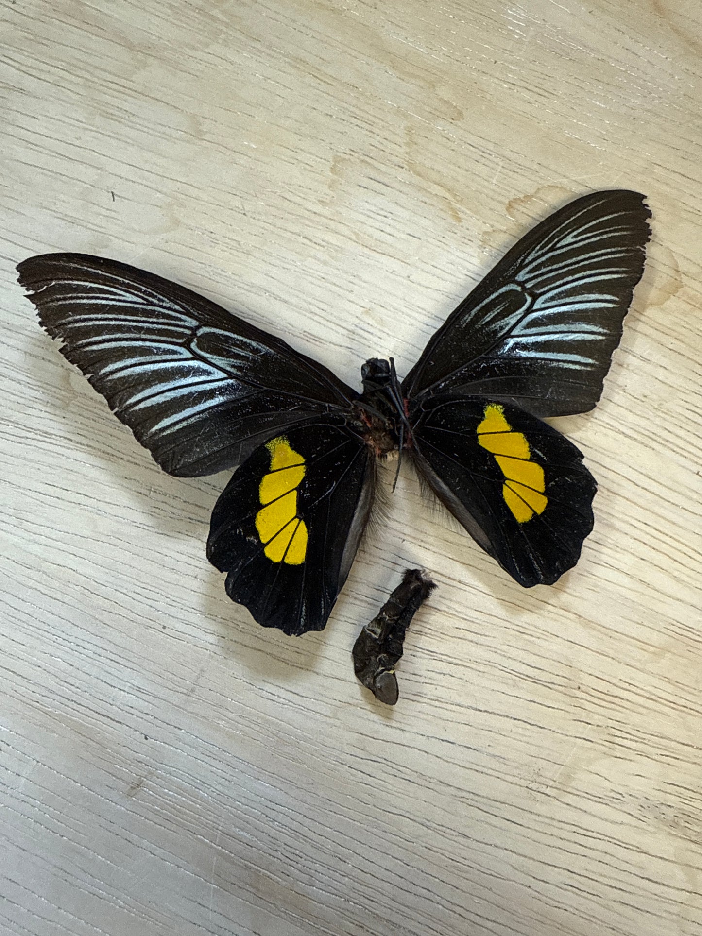 Spread Birdwing butterfly, not framed Lot 507