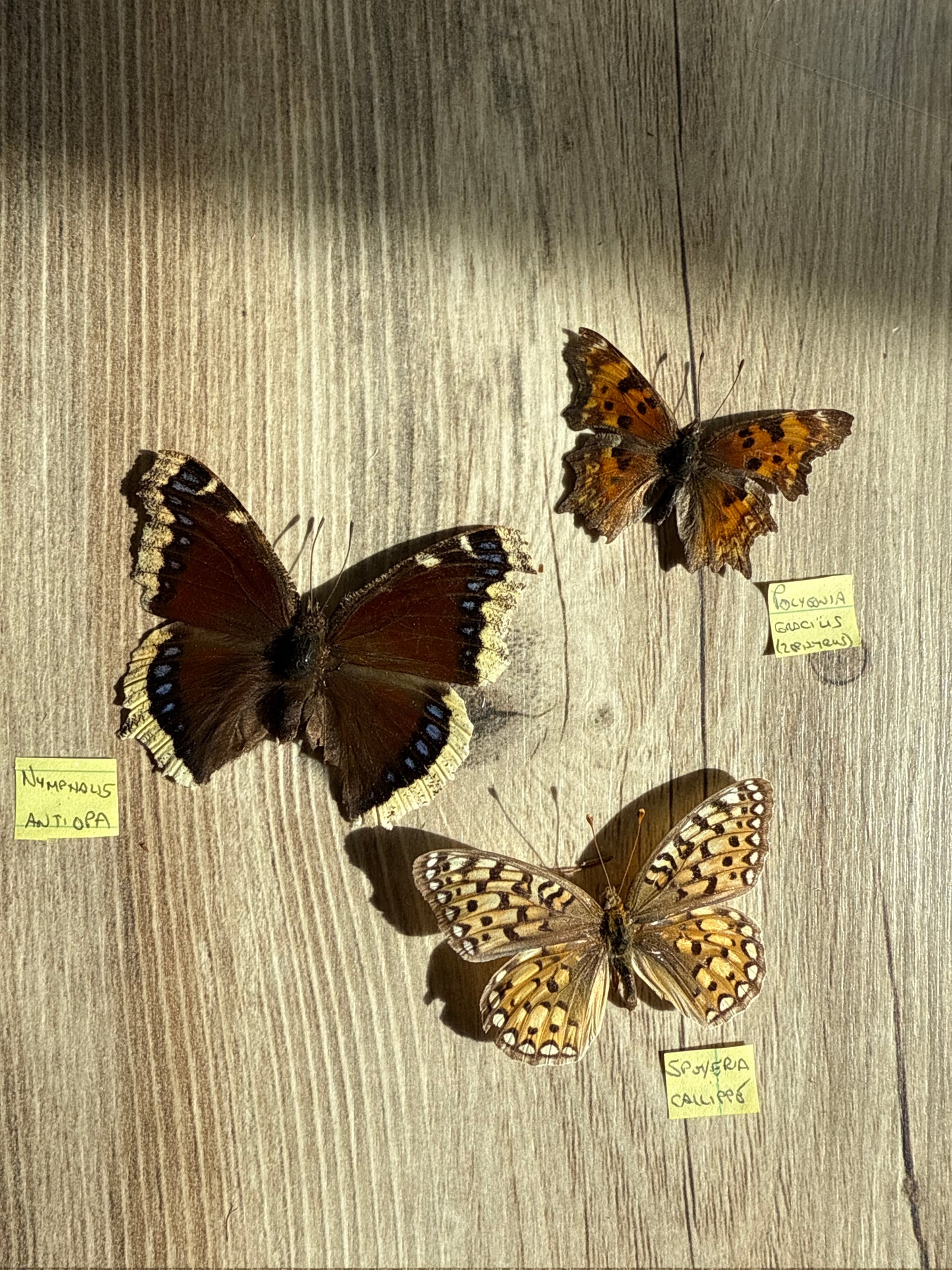 3 Spread butterflies, not framed, A2, Lot 548