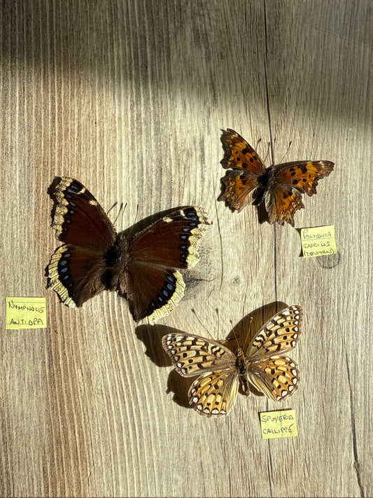 3 Spread butterflies, not framed, A2, Lot 548