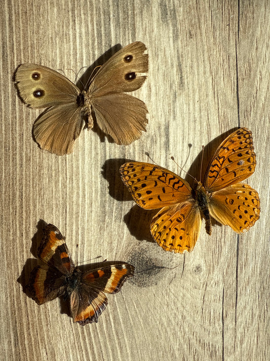 3 Spread butterflies, not framed, A2, Lot 549