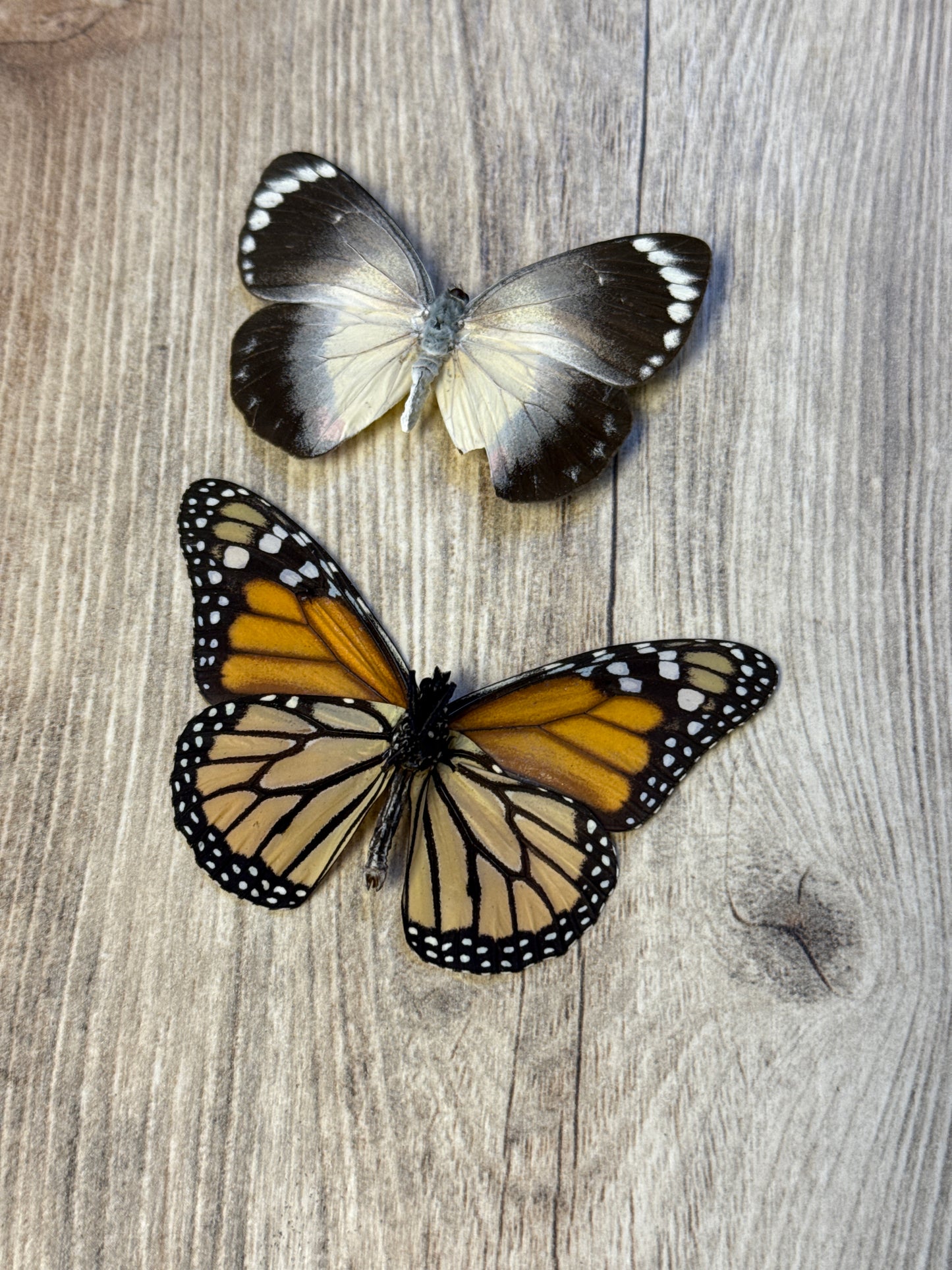 2 Spread butterflies, not framed Lot 500