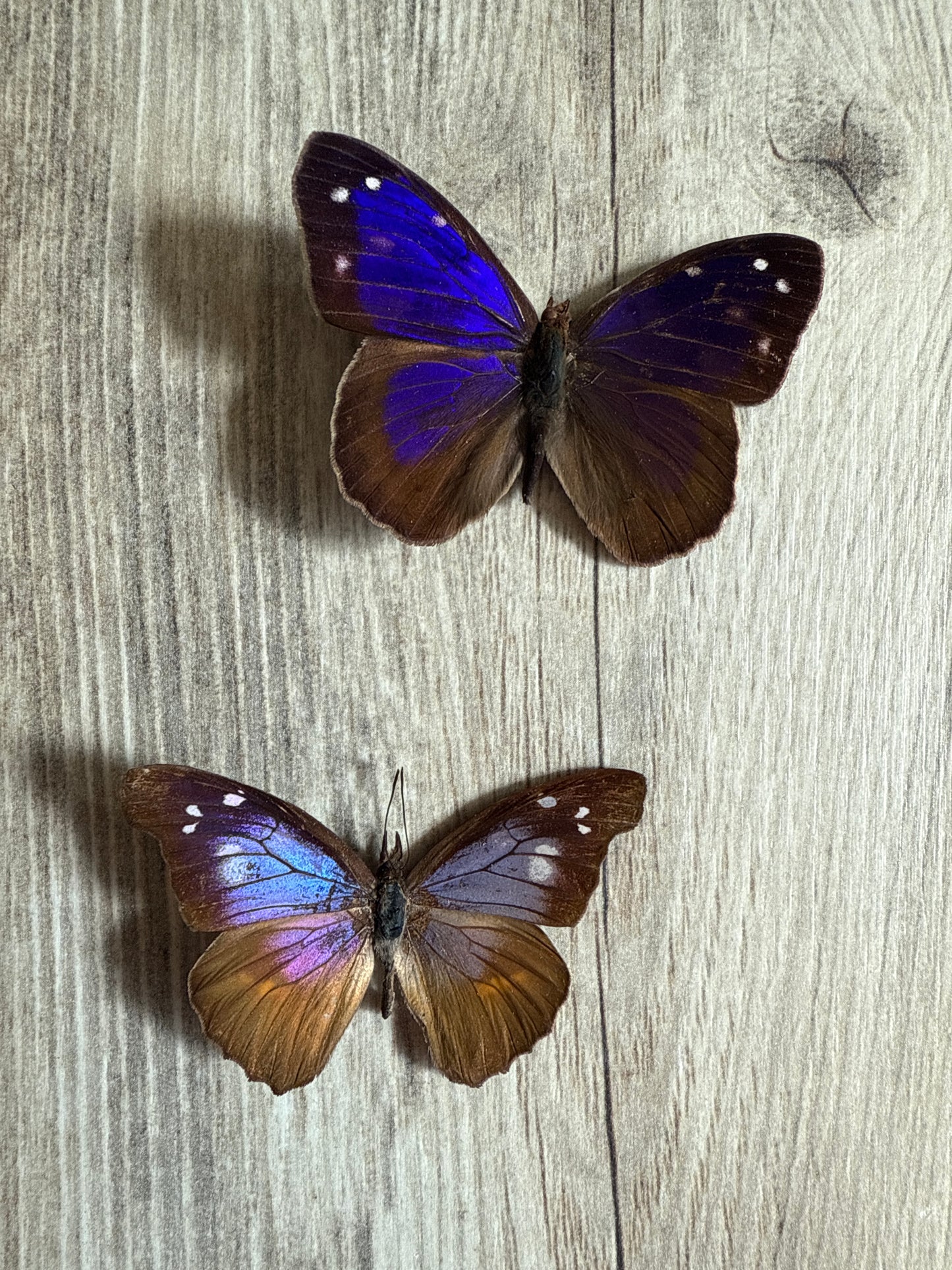 2 Spread butterflies, not framed Lot 531