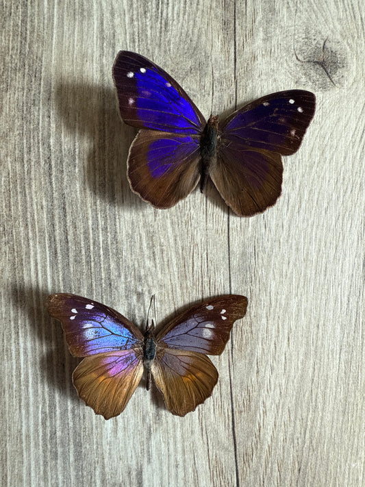 2 Spread butterflies, not framed Lot 531
