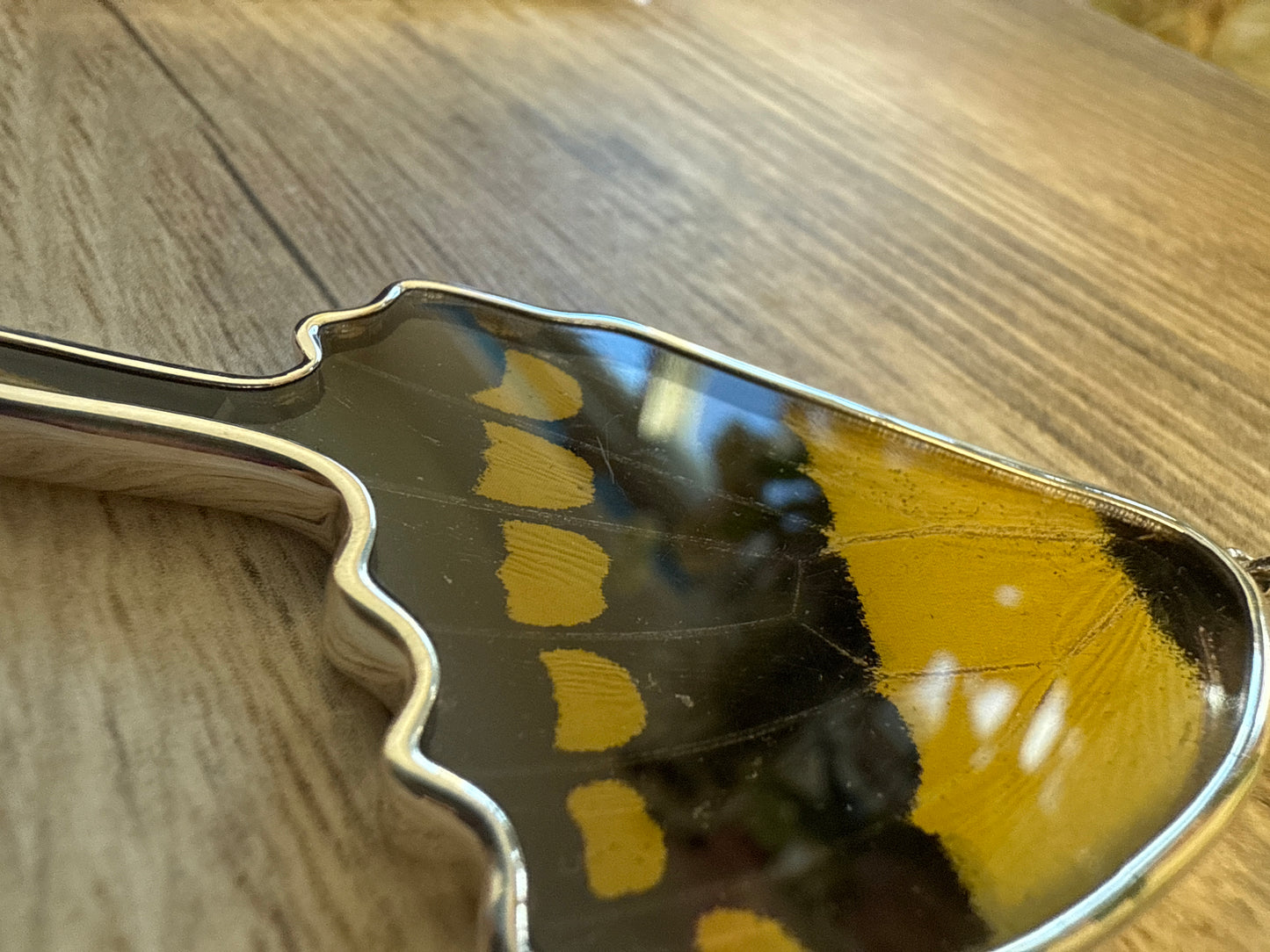 Damaged King Swallowtail Butterfly Wing Pendant in 99.5 Fine Silver Lot 105