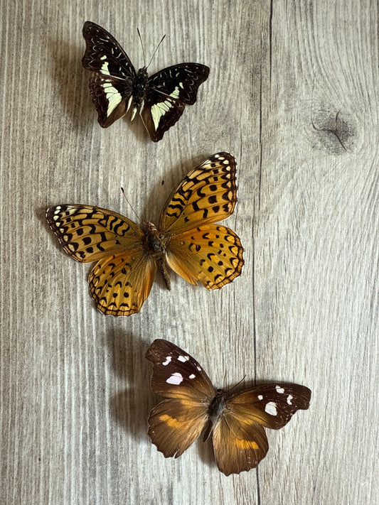 3 Spread butterflies, not framed, A2, Lot 526