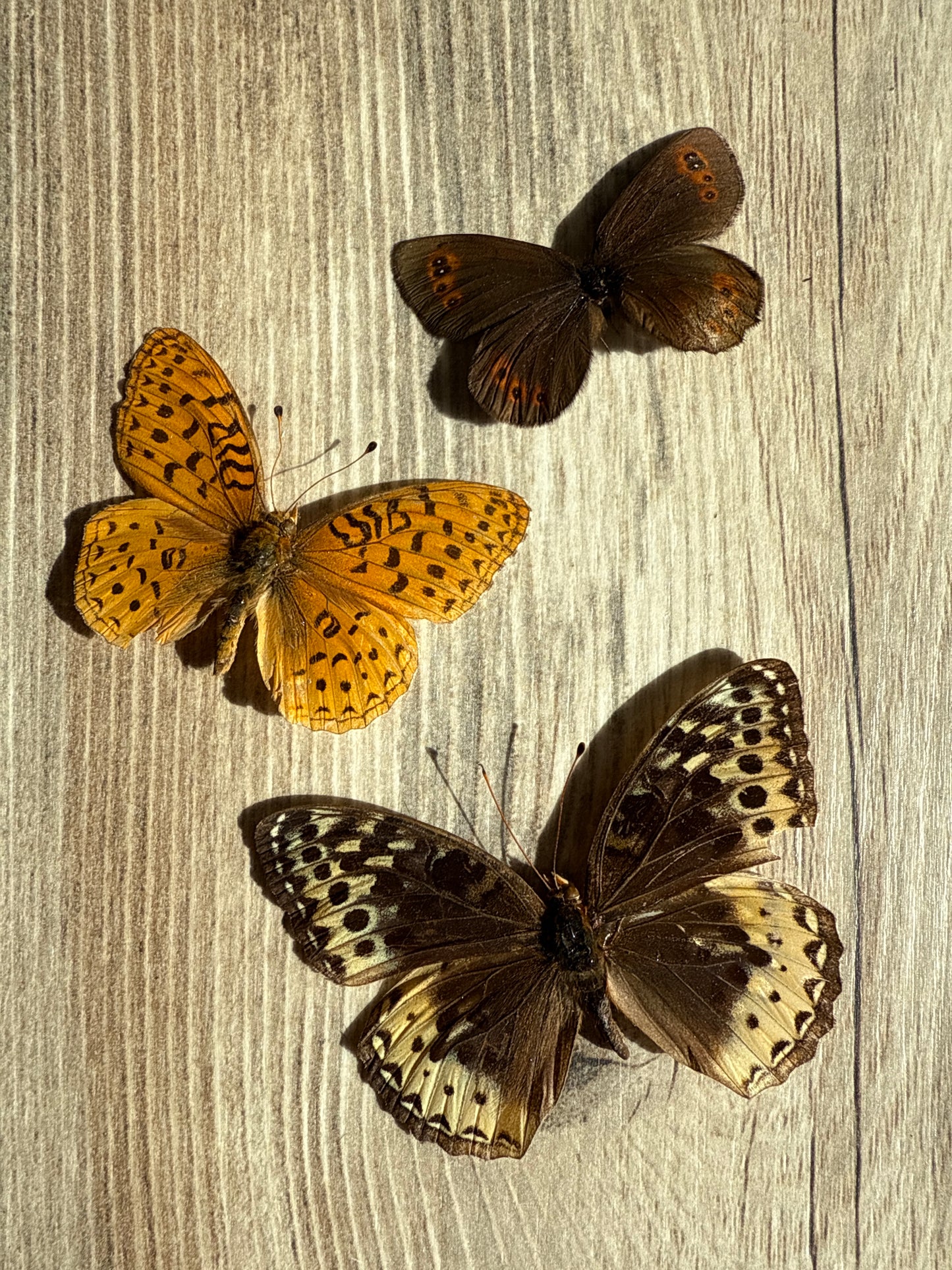 3 Spread butterflies, not framed, A2, Lot 550