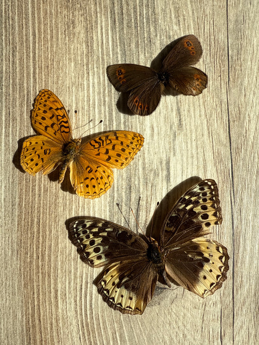 3 Spread butterflies, not framed, A2, Lot 550
