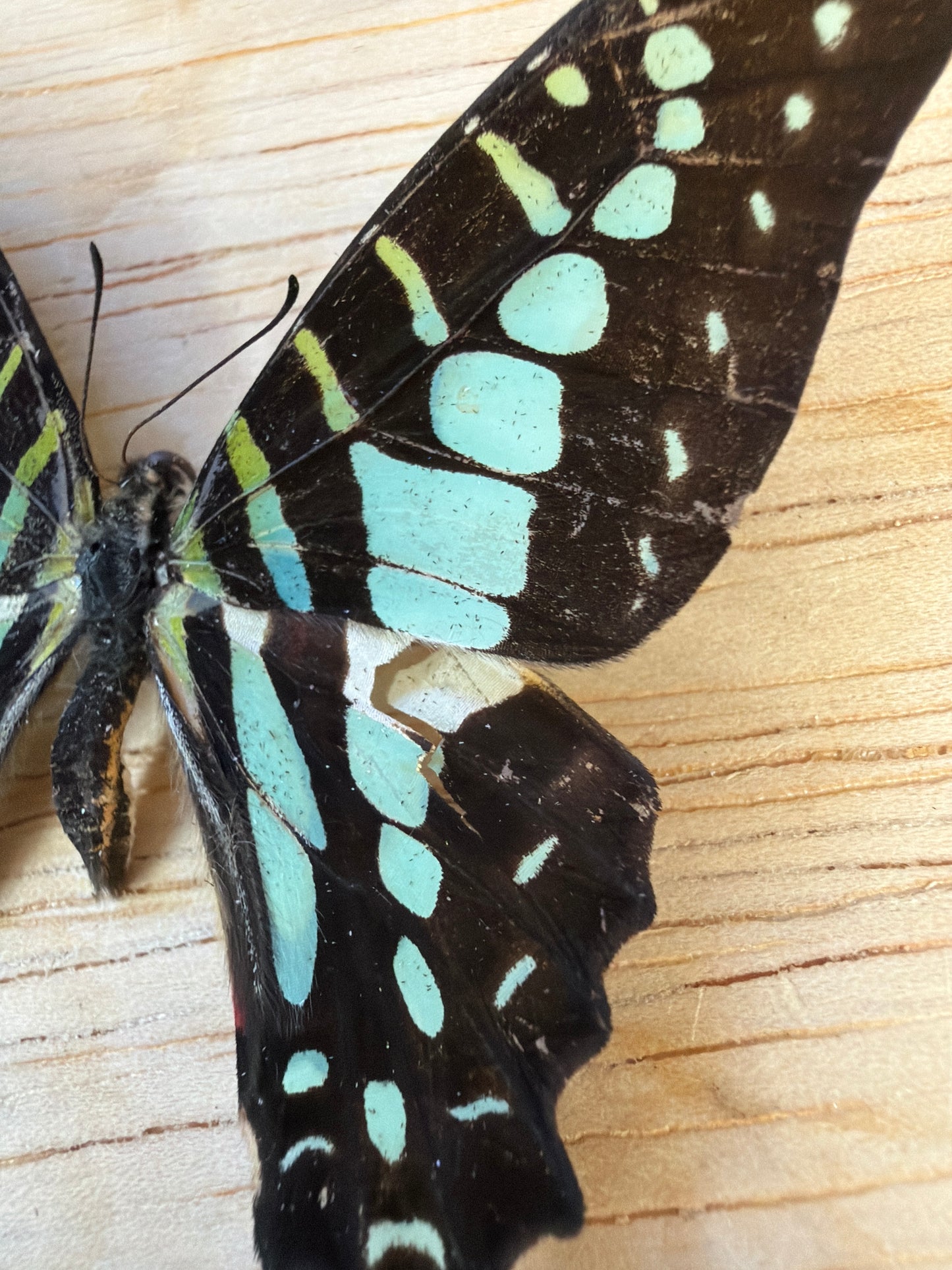 2 Spread butterflies, not framed Lot 523