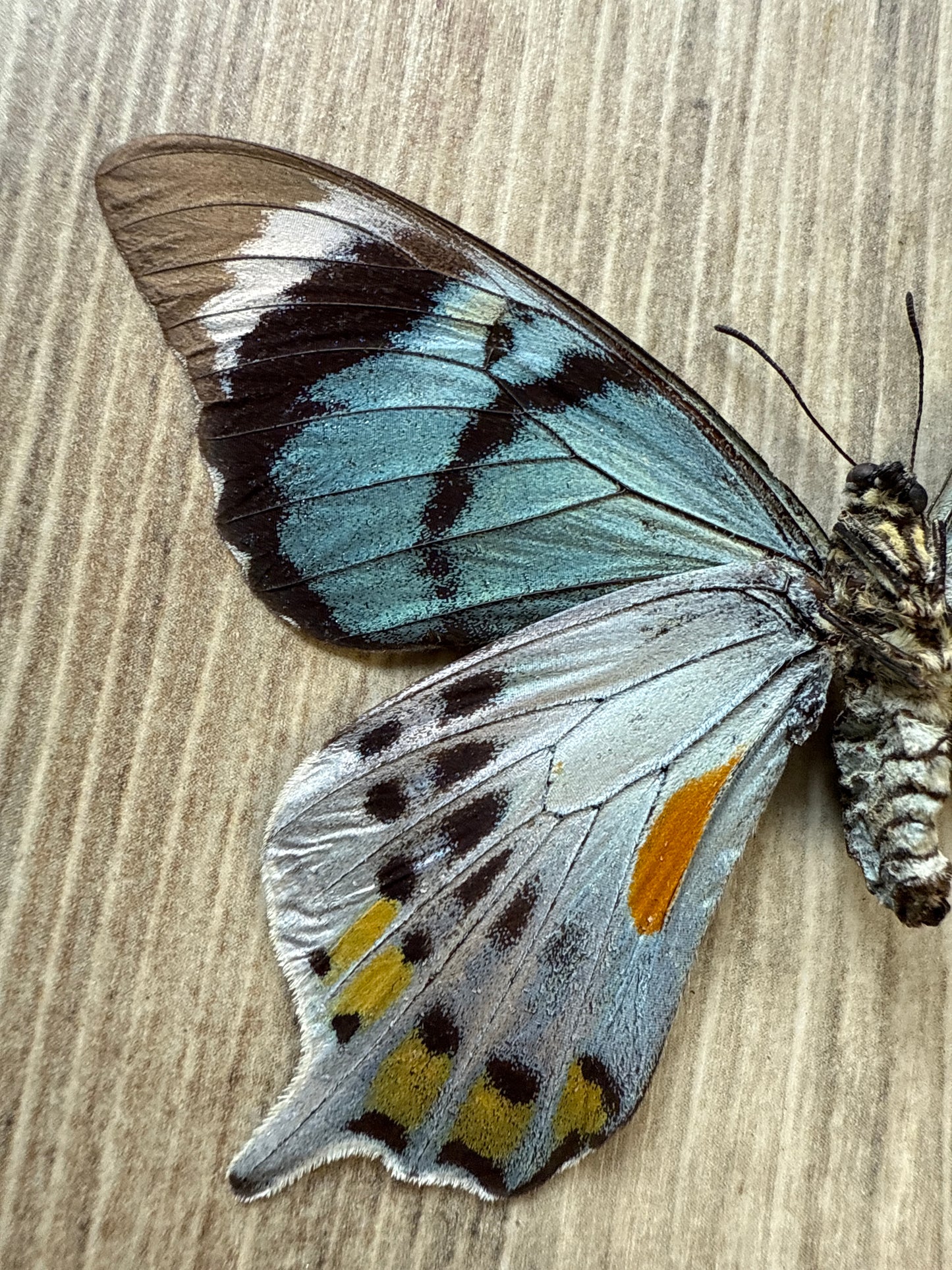 RARE! SPREAD Papilio laglaizei Female Swallowtail Butterfly