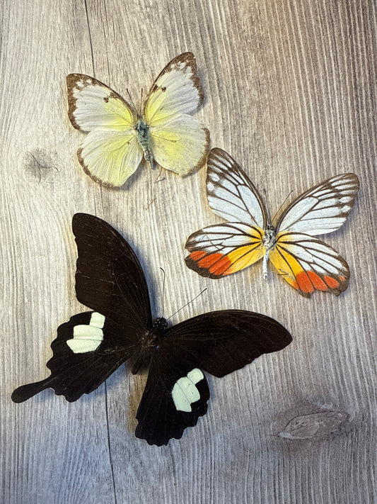 3 Spread butterflies, not framed Lot 501