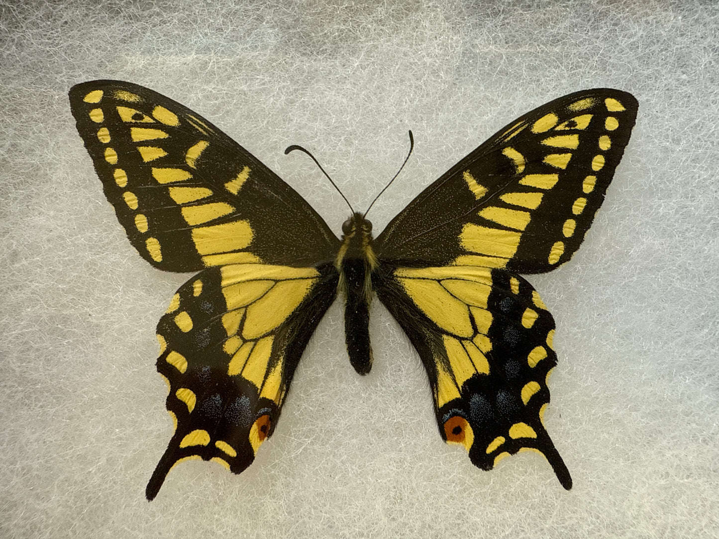 Tiger Swallowtail 'Papilio zelicaon' in a Riker Mount Frame