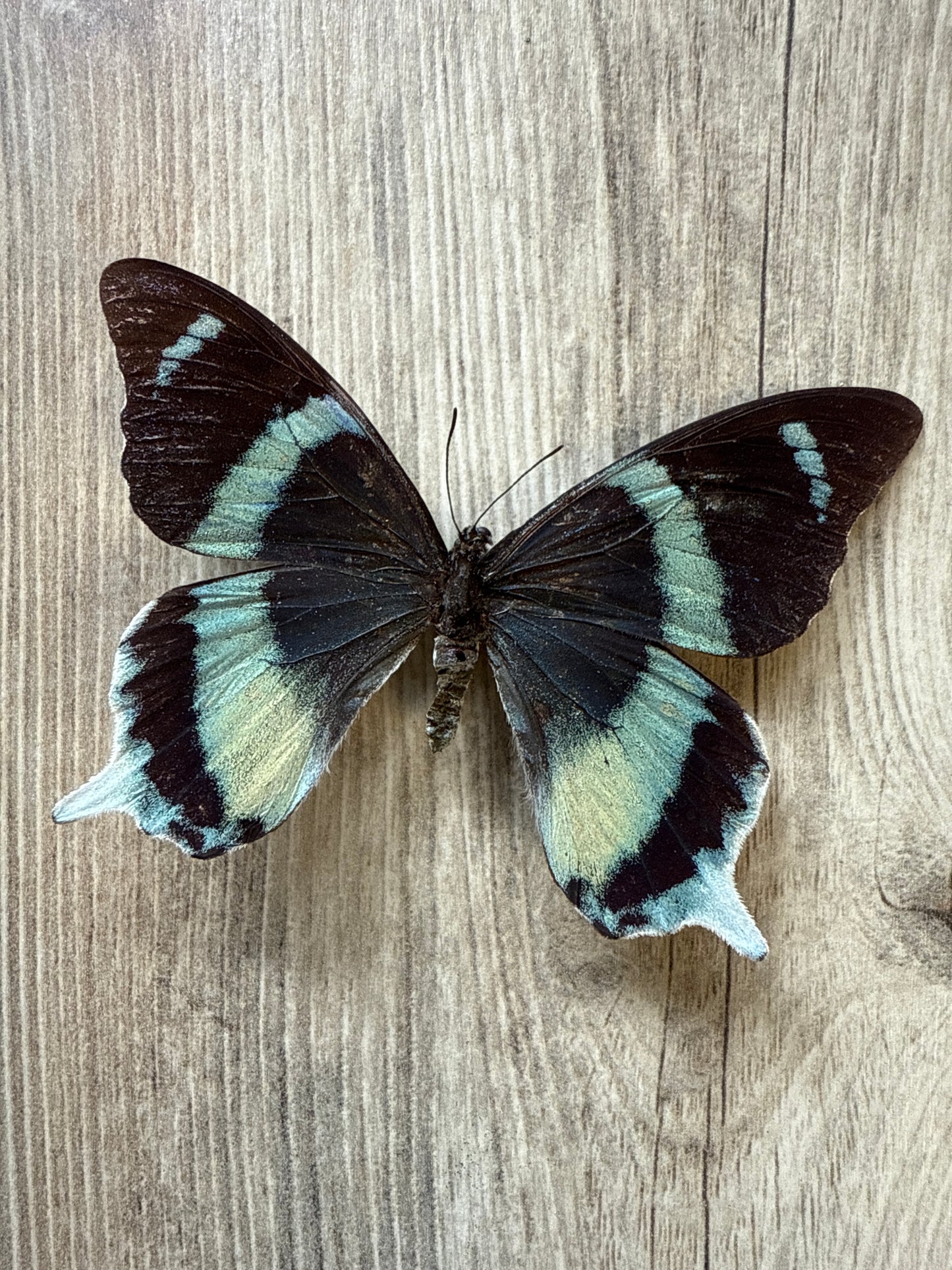 RARE! SPREAD Papilio laglaizei Female Swallowtail Butterfly