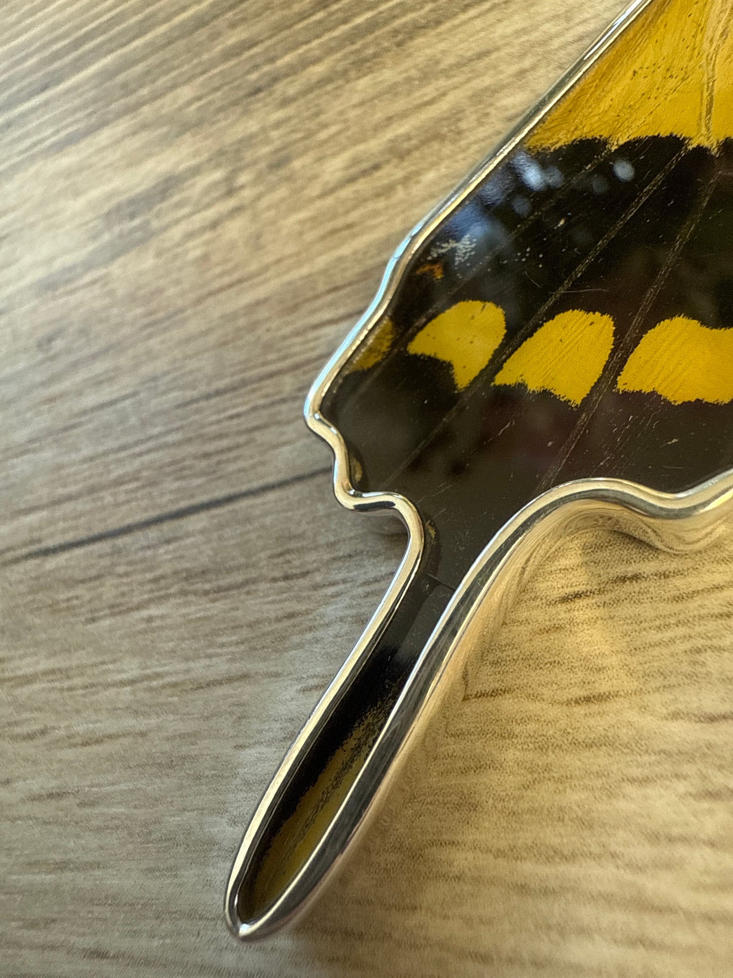 Damaged King Swallowtail Butterfly Wing Pendant in 99.5 Fine Silver Lot 105