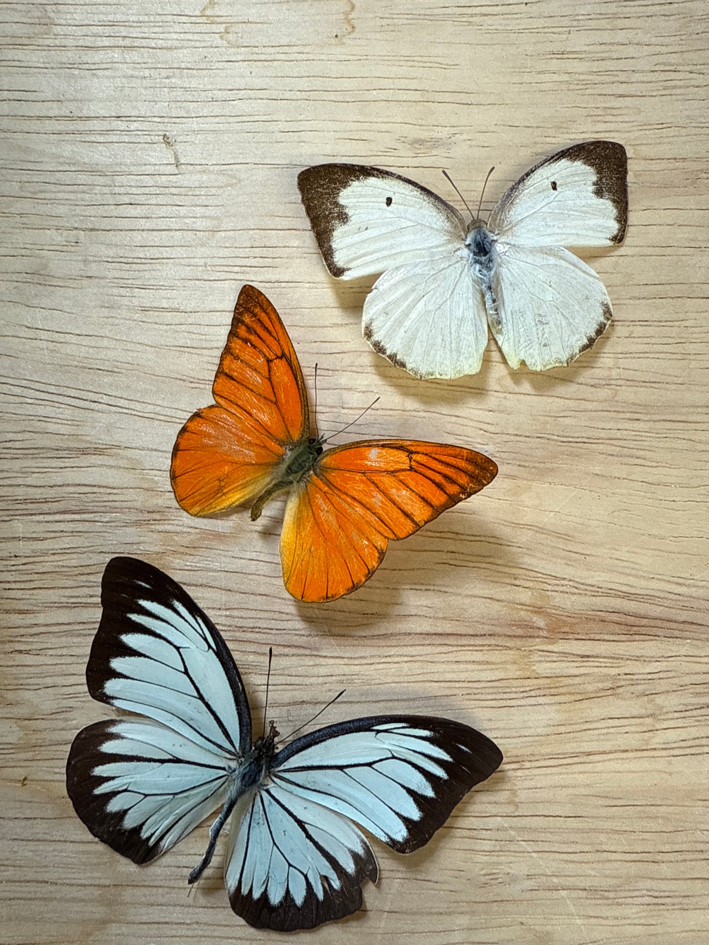 3 Spread butterflies, not framed Lot 507