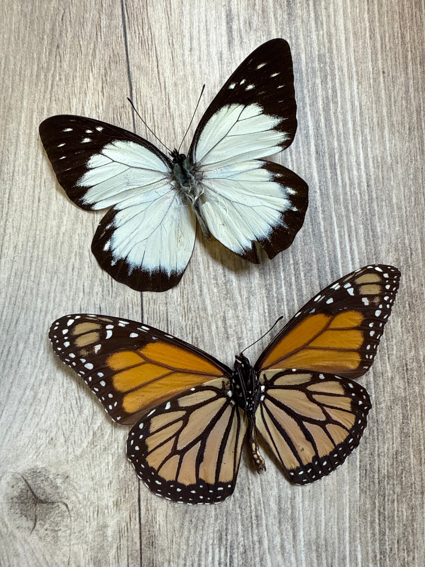 2 Spread butterflies, not framed Lot 502