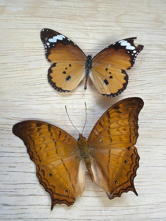 2 Spread butterflies, not framed Lot 526