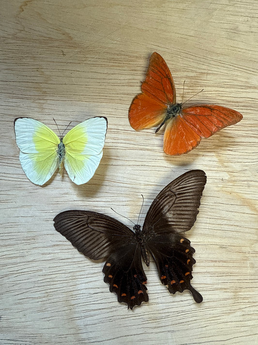 3 Spread butterflies, not framed Lot 507