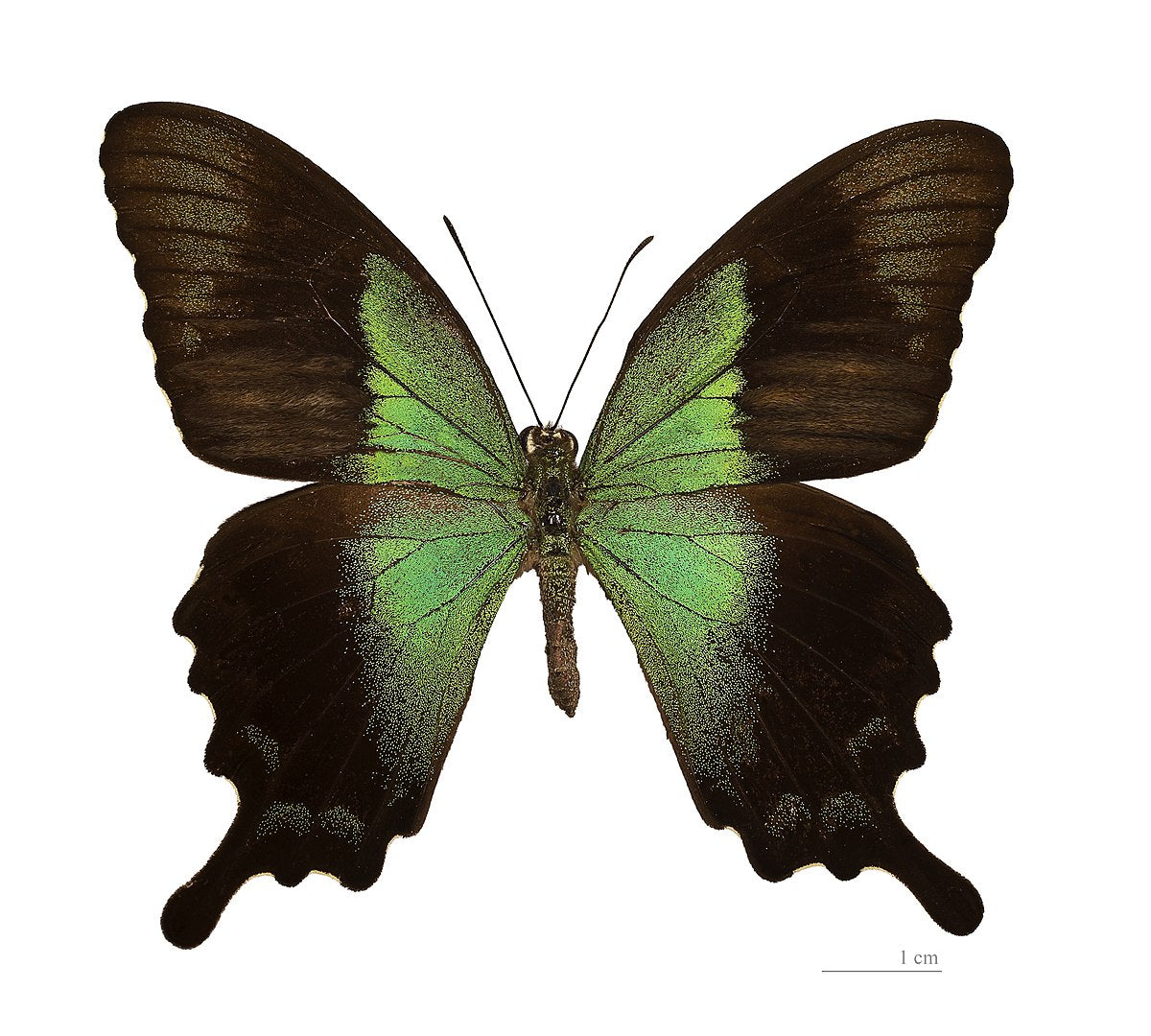 Papilio peranthus, Green Peacock Swallowtail Butterfly