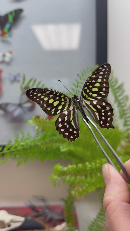 Graphium agamemnon, the Tailed Jay Butterfly