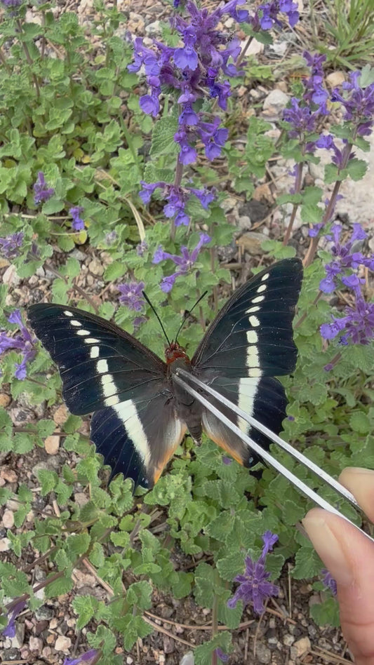 Real Charaxes brutus Butterfly Unspread