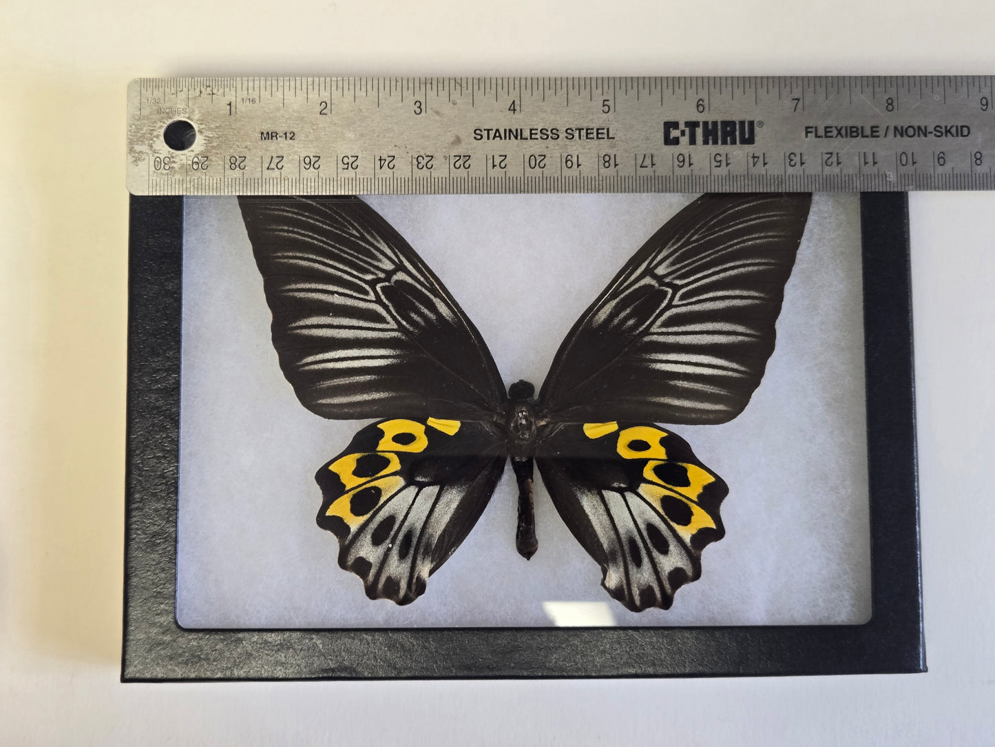 RARE Framed Troides hypolitus Birdwing Butterfly