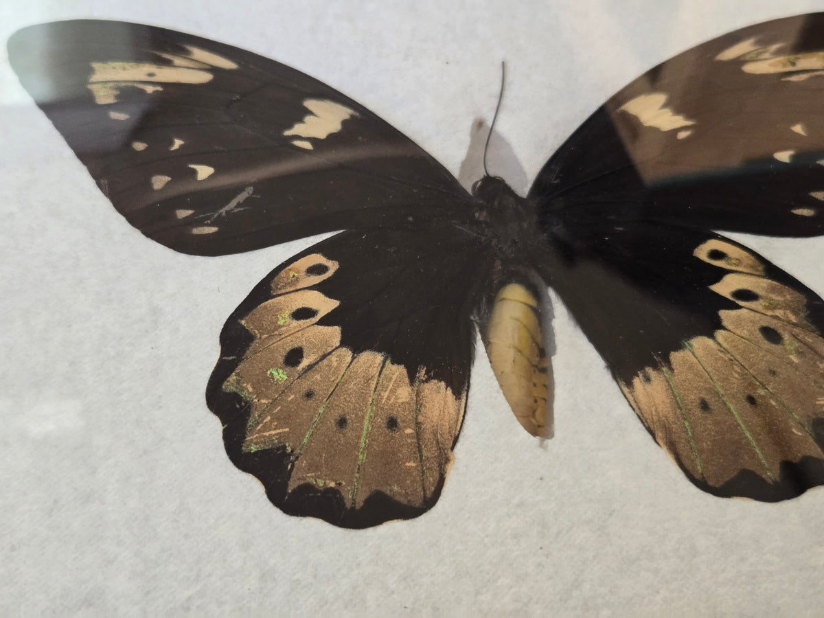 Ornithoptera goliath Female Aberration (Male coloring)