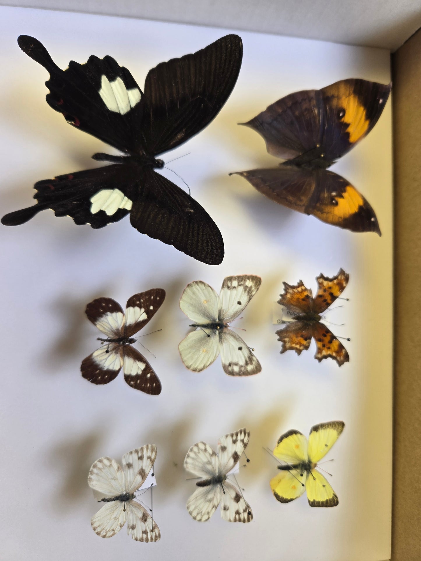 Box of Butterflies! Lot 311