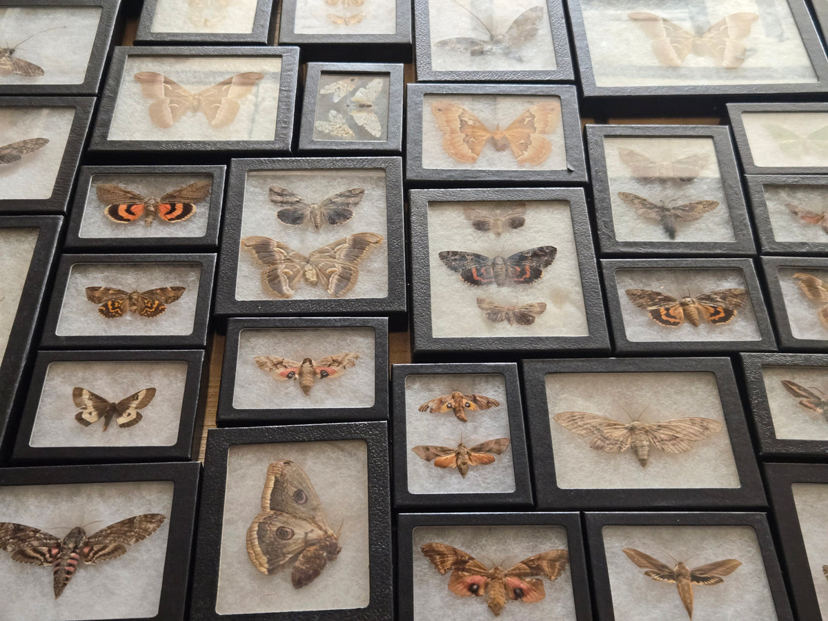 Vintage Framed Moths
