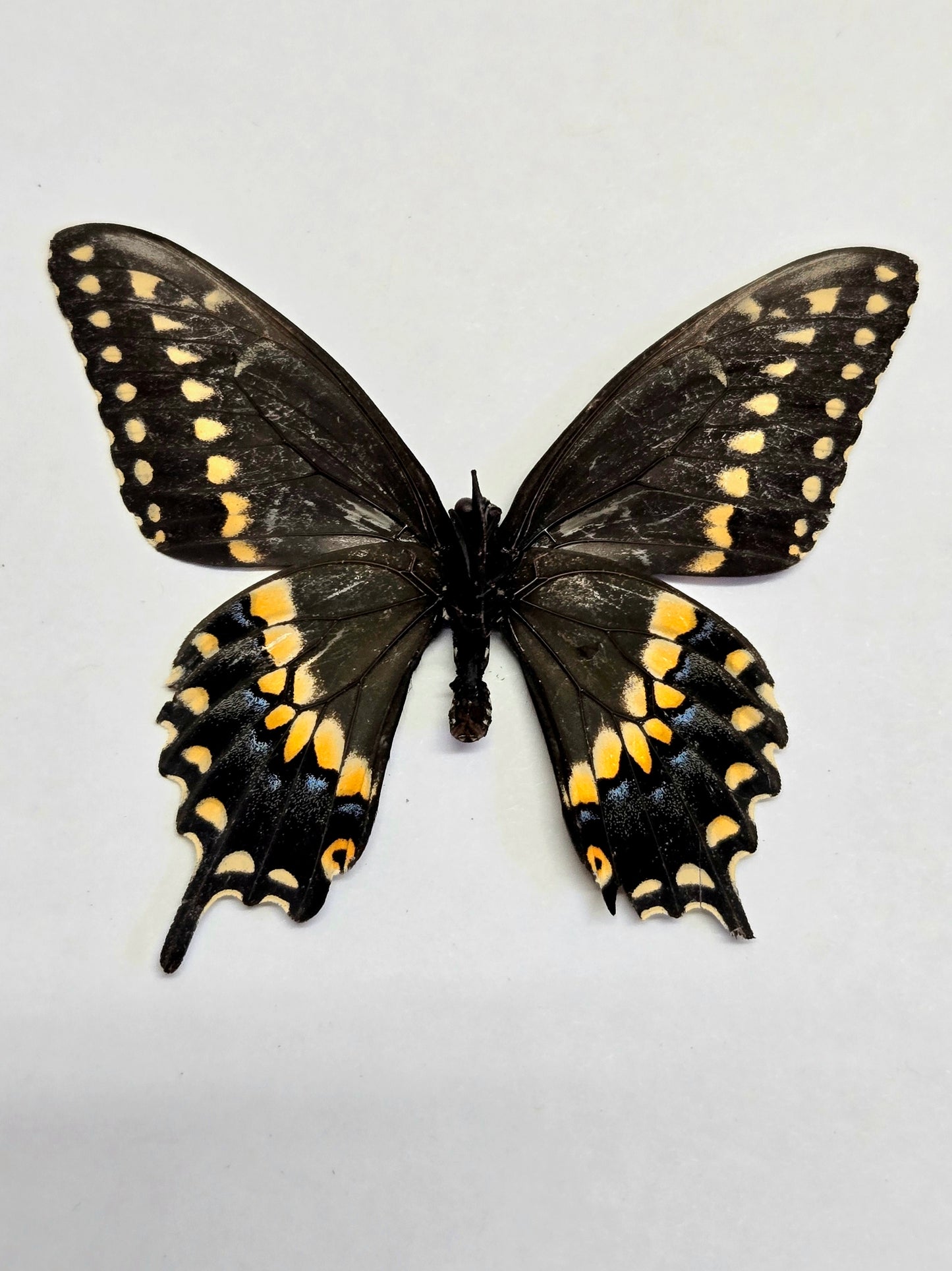 Spread Black Swallowtail Papilio polyxenes A- LOT 403