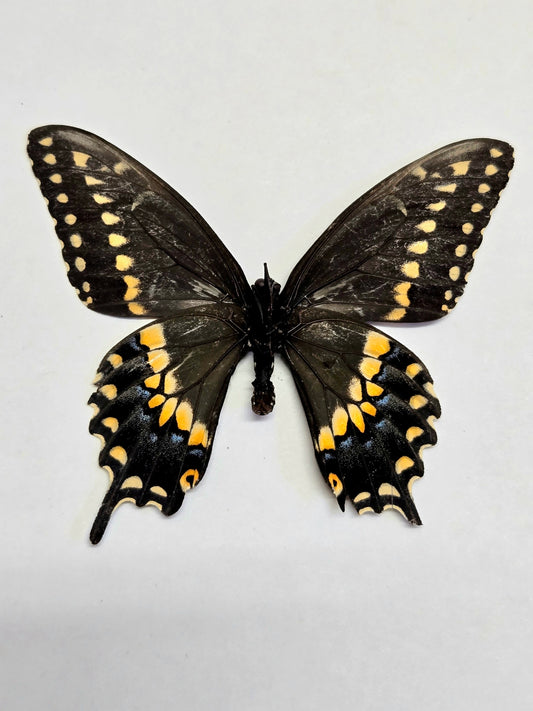 Spread Black Swallowtail Papilio polyxenes A- LOT 403
