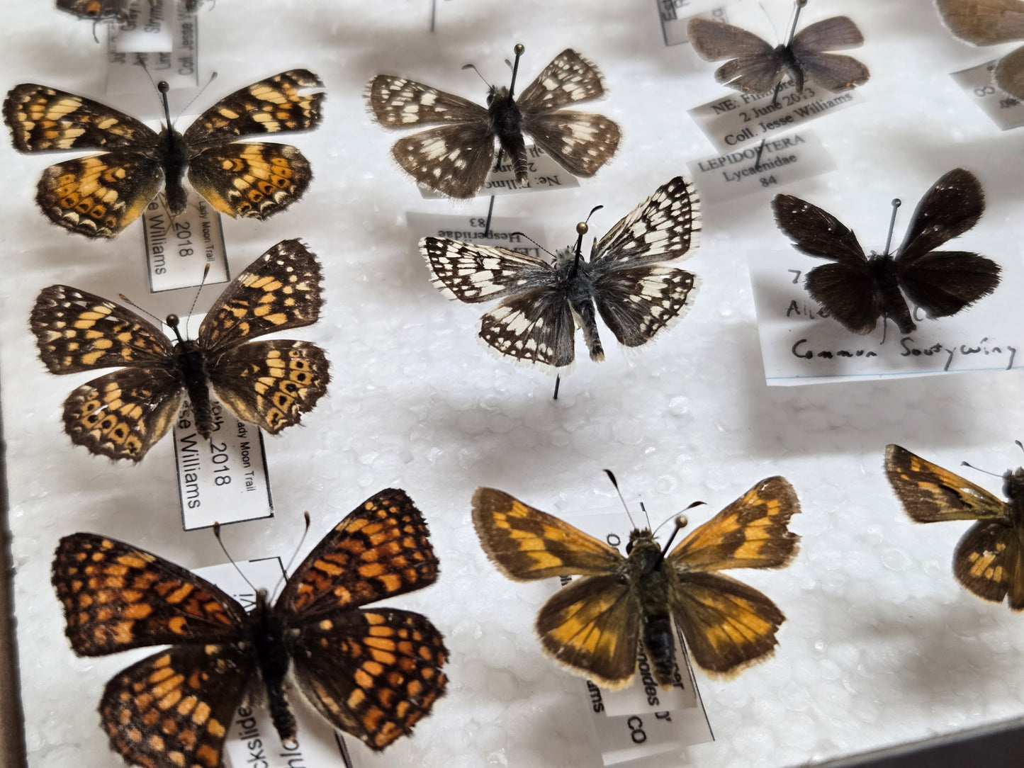 30+ Collection of Small Spread Butterflies LOT 401