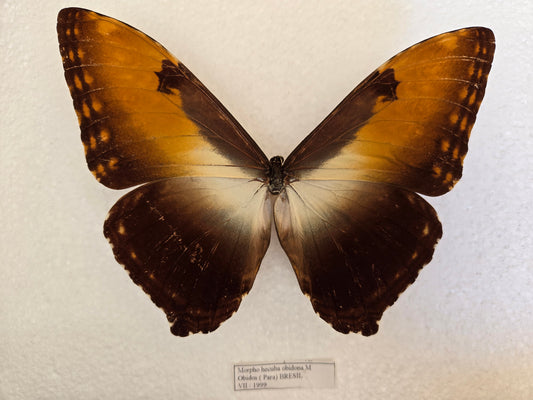 Spread Morpho hecuba obidona RARE! Sunset Morpho LOT 451