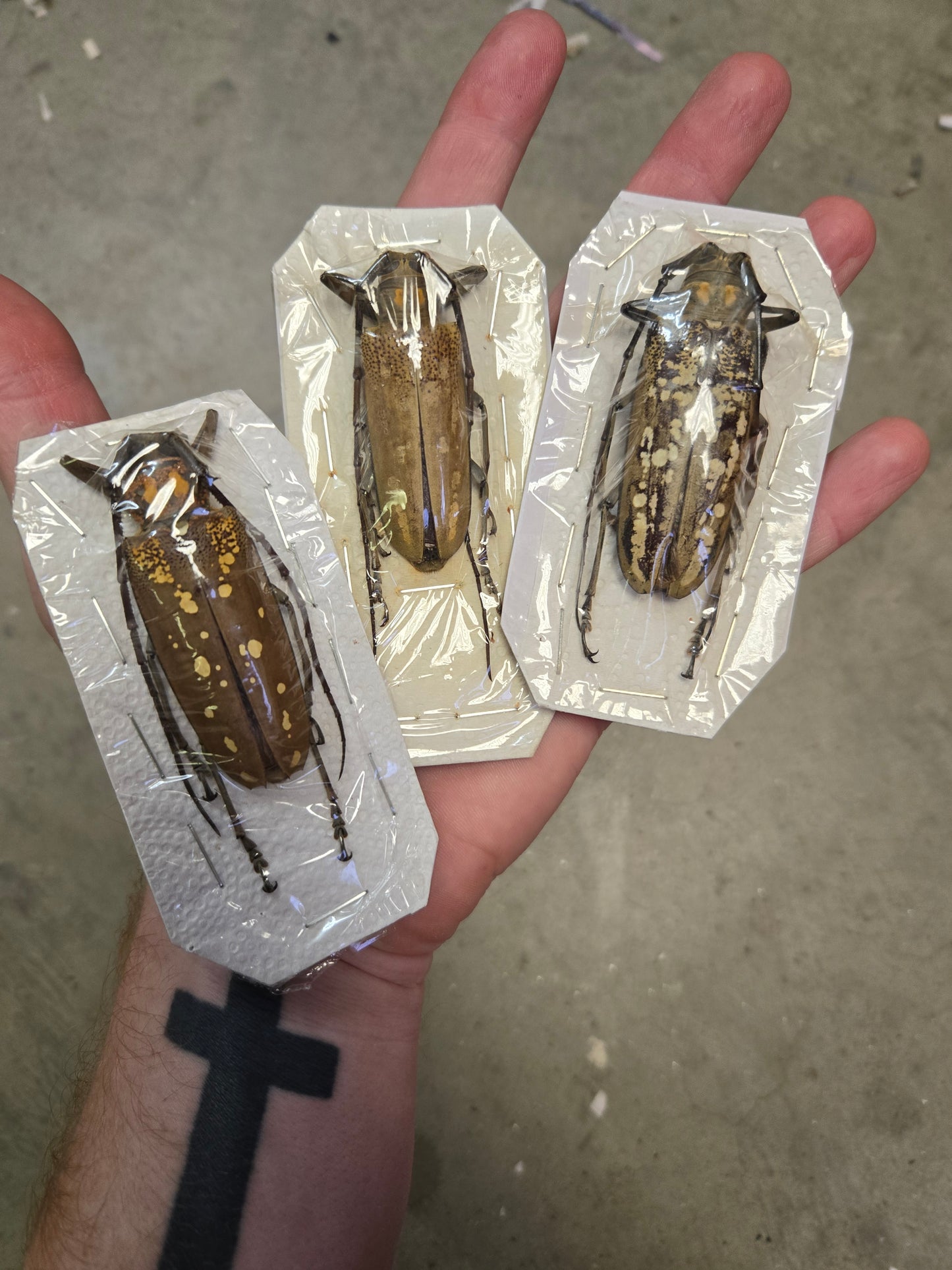 BIG Longhorn Beetles, batocera spp.