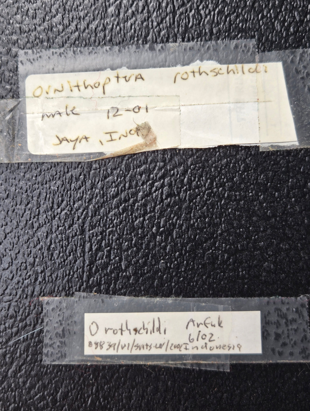 Ornithoptera rothschildi, Birdwing PAIR
